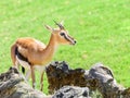 African Thomson`s Gazelle