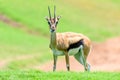 African Thomson`s Gazelle