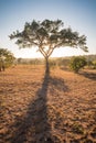 African Thorn Tree silhouetted by the sunrise Royalty Free Stock Photo