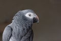 African timneh grey parrot Royalty Free Stock Photo