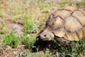 African Tortoise