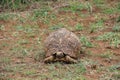 African tortoise