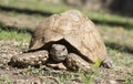 African tortoise in Namibia