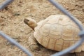 African tortoise or Sulcata tortoise crawl on sand floor in farm.