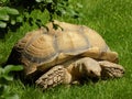 African tortoise Royalty Free Stock Photo