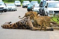 African Traffic-Jam