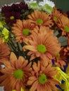 African, Transvaal Daisy, Gerbera aurantirca name Leaf edge lobe The head is composed of many ligulate flowers. Each flower has a