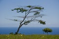 African Tree in Kona