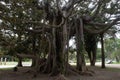 The African tree is old with roots