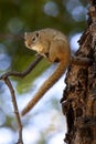 African Tree Squirrel - Botswana Royalty Free Stock Photo