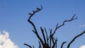 African Tree in summer with bird