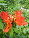 African tulip flower