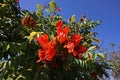 African tulip tree or Fire bell, colorful flower plant