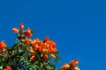 African tulip tree or Flame of the forest Royalty Free Stock Photo