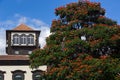 African tulip tree in the historic center of Funchal, Madeira, Portugal