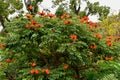 Spathodea campanulata or African tulip tree