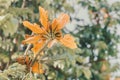 Spathodea campanulata plant with colorful yellow flowers