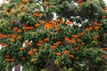 African tulip tree Spathodea campanulata with red flowers