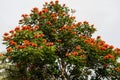 African Tulip Tree