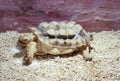 African turtle Royalty Free Stock Photo