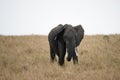 African Tusk Elephant in Masai Mara , Kenya