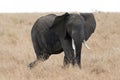 African Tusk Elephant in Masai Mara , Kenya