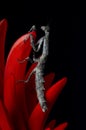 African Twig Mantis on a Coral Flower