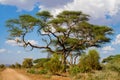 African umbrella thorn acacia Acacia tortilis