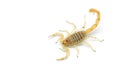 African venom Scorpion isolated on white background