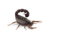 African venom Scorpion isolated on white background