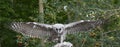 African Verreaux eagle owl Royalty Free Stock Photo