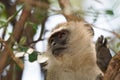African Vervet Monkey in tree Royalty Free Stock Photo