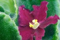 African violet