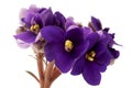 African violet Royalty Free Stock Photo