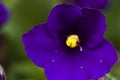 African violet Royalty Free Stock Photo