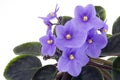 African Violet