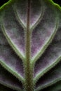 African Violet Detail Royalty Free Stock Photo