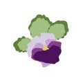 African violet flat vector botanical illustration. Hand drawing of exotic, flower. Simple illustration on white Royalty Free Stock Photo