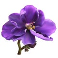 African violet flower, mesh illustration