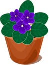 African violet flower in pot