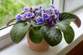 African violet flower saintpaulia in bloom on windowsill home. Little Royalty Free Stock Photo