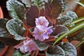 African violet flower saintpaulia in bloom on windowsill home. Little blue and white colored flowers Royalty Free Stock Photo