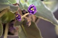 African violet flowering plant