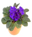 African violet in flowerpot