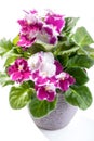 African Violet flowers home plant in pot on white background Royalty Free Stock Photo