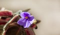 African violet or violet flowers of saintpaulia. Blooming violets on a light background. Macro photo of homegrown violet flowers