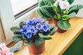 African violet. Home mini potted plants on the windowsill. Flowering saintpaulias. Selective focus