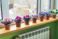 African violet. Home mini potted plants on the windowsill. Flowering saintpaulias. Selective focus Royalty Free Stock Photo