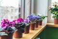 African violet. Home mini potted plants on the windowsill. Flowering saintpaulias. Selective focus Royalty Free Stock Photo