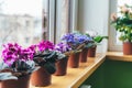 African violet. Home mini potted plants on the windowsill. Flowering saintpaulias. Selective focus